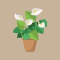 Calla white Royalty Free Stock Photo
