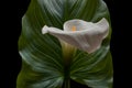 Calla white flower with a big green leaf Royalty Free Stock Photo