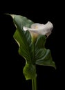 Calla white flower with big green leaf Royalty Free Stock Photo