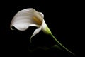 Calla white flower closeup shot on black backdrop. Generate ai Royalty Free Stock Photo