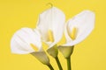 Calla white flowers Royalty Free Stock Photo