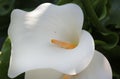 Elegant and Exotic bud of Calla white lily flower with curving petal close-up Royalty Free Stock Photo