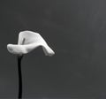 Calla (Zantedeschia aethiopica) in black and white Royalty Free Stock Photo