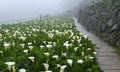 Callalily flower at Yangmingshan National Park at Zhuzihu Taiwan