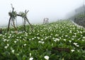 Callalily flower at Yangmingshan National Park at Zhuzihu Taiwan