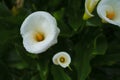 Callalily flower at Yangmingshan National Park at Zhuzihu Taiwan