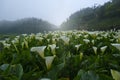 Callalily flower at Yangmingshan National Park at Zhuzihu Taiwan Royalty Free Stock Photo