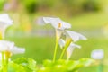 Calla Lily Flower