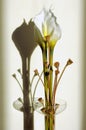 Callas flower Royalty Free Stock Photo
