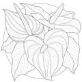 Callas flowers.Coloring book antistress for children and adults.