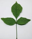 This is called baelleaf scientific name is agle marmelos Royalty Free Stock Photo