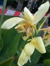 Called ganyong flowers in Indonesian, the shape is almost similar to a butterfly which is very beautiful and attractive