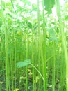 It is called the golden ash of Bangladesh and again it is called jute tree. Here is a natural view Royalty Free Stock Photo