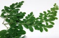 This is called moringa leaf Royalty Free Stock Photo