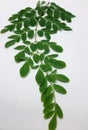 This is called moringa leaf Royalty Free Stock Photo