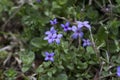 Tiny Bluet Wildflowers - Houstonia pusilla