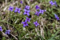 Tiny Bluet Wildflowers - Houstonia pusilla