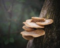 Tree fungus toadstools mushrooms Royalty Free Stock Photo