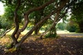 Callendar Park in Falkirk, central Scotland. During the 19th century,