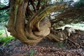 Callendar Wood - Forestry and Land Scotland