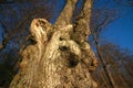 Callendar Wood - Forestry and Land Scotland