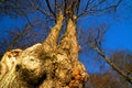 Callendar Wood - Forestry and Land Scotland