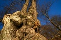 Callendar Wood - Forestry and Land Scotland