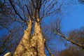 Callendar Wood - Forestry and Land Scotland