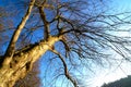 Callendar Wood - Forestry and Land Scotland