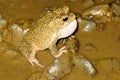 Callers male toads Amietophrynus mauritanicus river Morocco Royalty Free Stock Photo