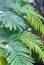 Close-up view Calliandra calothyrsus leaves Royalty Free Stock Photo