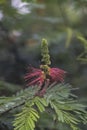 Calliandra calothyrsus tree with blurred background Royalty Free Stock Photo