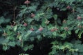 Wide view of Calliandra tree in Indonesia rainforest Royalty Free Stock Photo