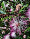 Calliandra eriophylla Blooming Royalty Free Stock Photo