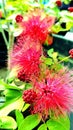 Calliandra flowers have a beautiful blush red color