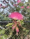 Calliandra haematocephala flower in nature garden Royalty Free Stock Photo