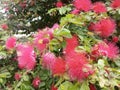 Calliandra haematocephala Royalty Free Stock Photo