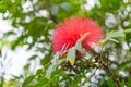 Calliandra haematocephala or Red Powder Puff flower Royalty Free Stock Photo