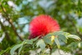 Calliandra haematocephala or Red Powder Puff flower Royalty Free Stock Photo