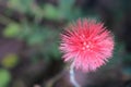 Calliandra Surianemensis pink powder puff flower Royalty Free Stock Photo