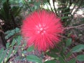 Calliandra surinamensis or Red Head Powder Puff flower. Royalty Free Stock Photo
