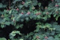 Calliandra tree background Royalty Free Stock Photo