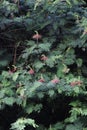 Calliandra tree Royalty Free Stock Photo