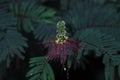 Calliandra tree flower with blurred background Royalty Free Stock Photo