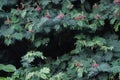 Calliandra tree flowers with blurred background Royalty Free Stock Photo