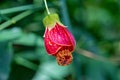 Callianthe picta also known as Abutilon striatum Royalty Free Stock Photo