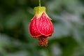 Callianthe picta also known as Abutilon striatum Royalty Free Stock Photo