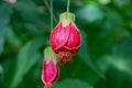 Callianthe picta also known as Abutilon striatum Royalty Free Stock Photo