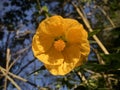Callianthe Picta. Yellow flower Full blossom. Royalty Free Stock Photo