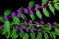 Callicarpa Americana berries on branches.